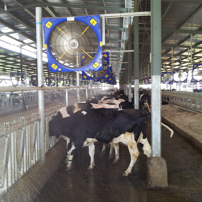 Hoge sterkte dubbele laag PE veecirculatie ventilator 38 bladdiameter 28273m3/h Luchtstroom 410w Inlaatvermogen