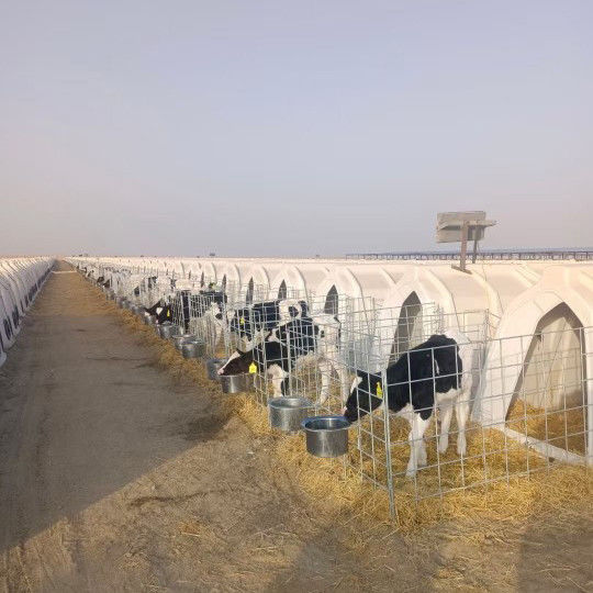 Geventileerde kalfschuur voor optimale luchtstroom en comfort voor jonge kalveren