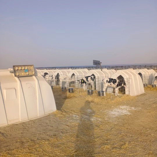 Geventileerde kalfschuur voor optimale luchtstroom en comfort voor jonge kalveren